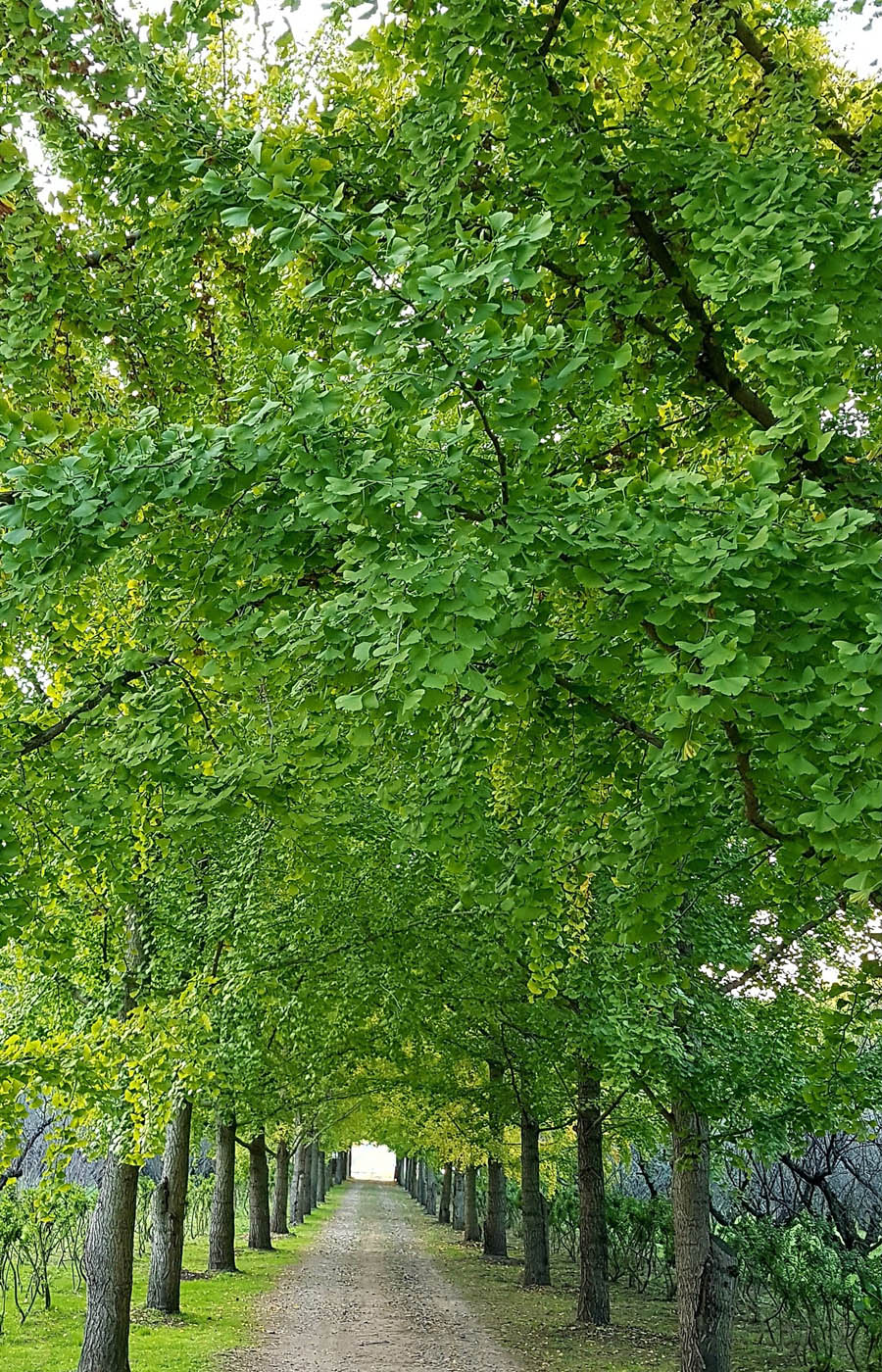 Ginkgo trees green two rows